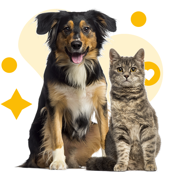Köpek ve kedi